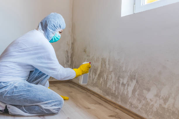 Licensed Mold Remediation service in New Park, PA - WQB Mold Removal